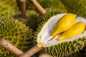 Export of Vietnamese durian to China to become official soon