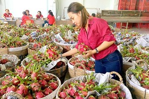 Vietnam, China negotiate phytosanitary requirements for fruit exports