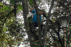 Thousands of wild orchid plants brought back to nature