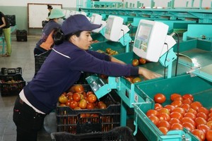 Enterprises concerned about losing export momentum
