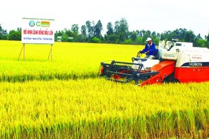 Vietnam-Japan joint venture to expand rice cultivation for exports to Europe