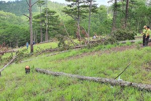 Many forest rangers in Binh Thuan quit their jobs