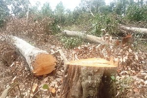 Dak Nong Province incapable of dealing with deforestation