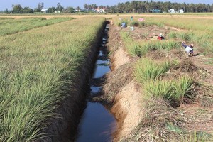 Crop conversion in Mekong Delta gives economic efficiency