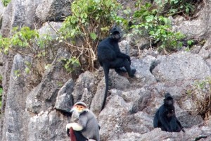 Many rare primate species discovered at Dong Chau - Khe Nuoc Trong