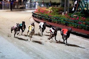 Ba Ria – Vung Tau Province stops greyhound racing at Lam Son Stadium