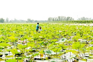 Saltwater intrusion no longer fear of Mekong Delta farmers