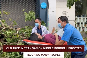 Old tree in Tran Van On Middle School uprooted, injuring many parents, students