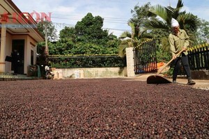 Coffee prices hit all-time high in Lam Dong Province