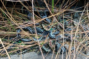 Hairy caterpillar infestation affects around 2,000 ha of pine forests
