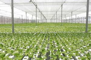 FLC’s VND334-billion high-tech agriculture project in Phu Yen terminated