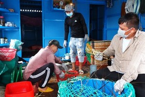 Phu Yen: Lobster export prices reduce by half