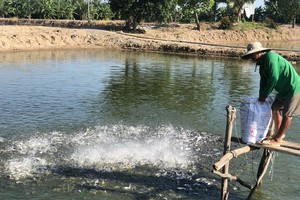 Shrimp, pangasius farmers in Mekong Delta face risk of heavy losses