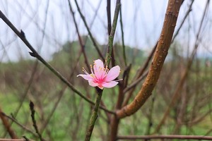 Nurturing pale-pink peach blossoms for bountiful Tet celebration in Ha Tinh