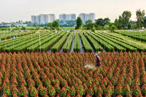 Flower village prepares for Tet holiday