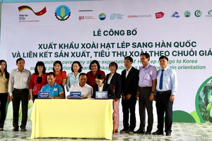 An Giang exports first batch of mangoes to RoK