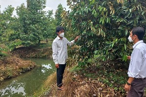 Tien Giang ensures billion-dollar orchard safety amid saltwater intrusion