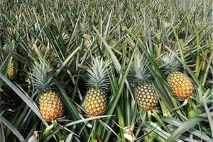 Lao Cai: Record pineapple prices in 20 years