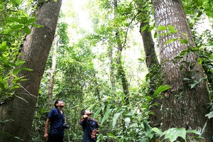 Forest coverage remains at 42.02 percent in 2023: MARD