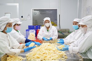 Dong Thap exports first batch of lotus roots to Japan