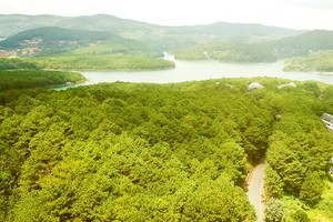 Carbon credit – Solution for reforesting Central Highlands