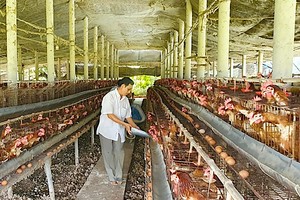 Livestock farming in Mekong Delta provinces grapples with difficulties