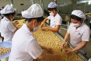 Volatility in cashew prices raises supply chain breakage risk