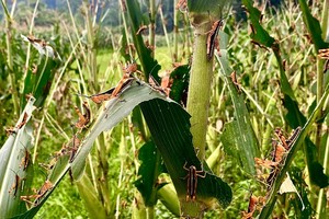 Bamboo locust invasion: First province declares emergency