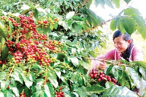 H1 agro-forestry-fishery trade surplus grows over 62 percent