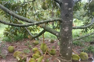 18 tons of durians lost to heavy rain, strong winds in Khanh Hoa