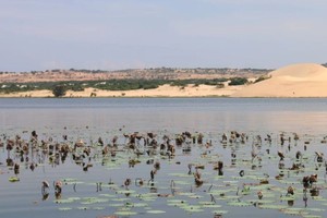 Unusual lotus die-off at Bau Trang: Proposal for investigation