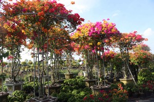 Mekong Delta bougainvillea blooms bright for Tet