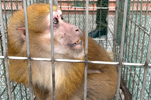 Rare 13kg rhesus macaque rescued, set for release in Ha Tinh