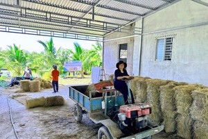 Over 20,000 farmers adopt advanced rice, mango farming practices