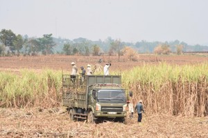 2024-2025 sugarcane season: A big win for farmers
