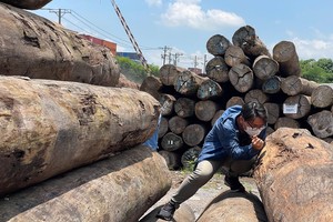 Wood export industry navigates trade war challenges