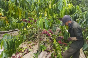 Coffee exports near US$3 billion in Q1-2025