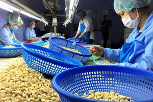 Vietnam’s cashew exporters eye Middle East amid US tariff threat