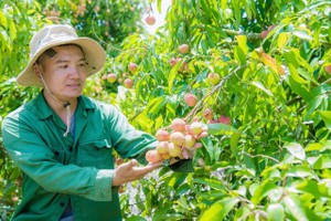 High-yield lychee brings prosperity to Central Highlands farmers