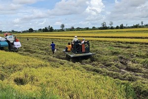 Workshop seeks to strengthen farmer–enterprise ties for Mekong Delta rice plan