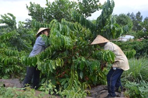 Coffee prices plummet as oversupply, geopolitical tensions weigh on market