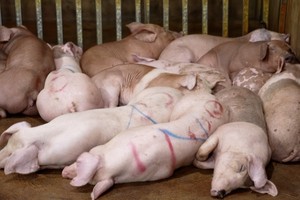 Hanoi police dismantle ring selling diseased pork to local markets