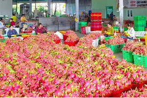 Delayed export certificates force mass dragon fruit dumping