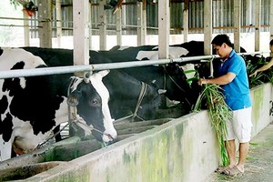 Vietnam’s dairy herd plummets, livestock association sounds alarm