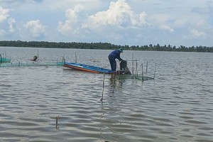 Slow flood recession delays sowing on thousands of hectares in Dong Thap Muoi