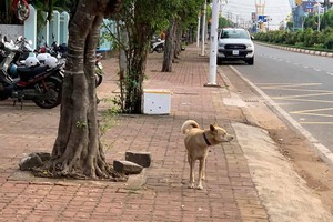HCMC seeks full subsidies for vaccinations of high-risk livestock, pets