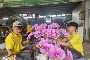 Tet ornamental plants begin arriving in HCMC