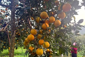 Dong Loc oranges thrive as farmers gear up for Tet market