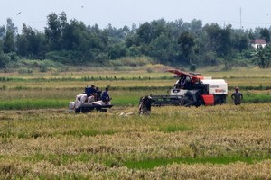 Bumper harvest, high prices give Dong Thap farmers prosperous Tet