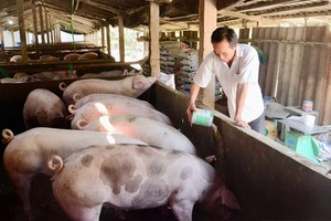 Hog prices rise, Mekong Delta farmers still hold off sales until near Tet